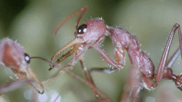 bulldog ant looking after young