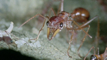 bulldog ant looking after young