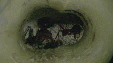bulldog ants