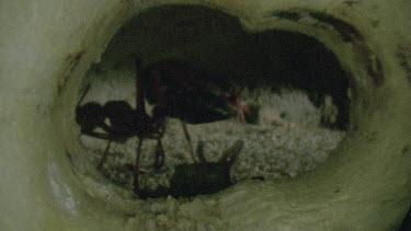 bulldog ants