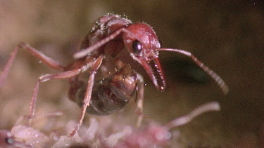 Bulldog Ant worker laying an infertile  egg that will be fed to queen or larva