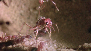 Bulldog Ant worker laying an infertile  egg that will be fed to queen or larva
