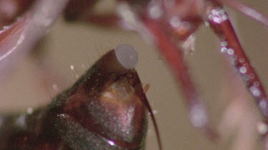 Bulldog Ant worker laying an infertile  egg that will be fed to queen or larva