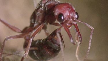 Bulldog Ant worker laying an infertile  egg that will be fed to queen or larva