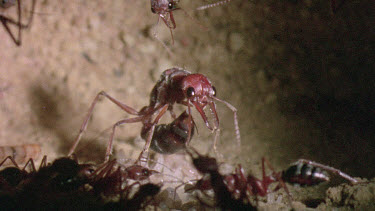 Bulldog Ant worker laying an infertile  egg that will be fed to queen or larva