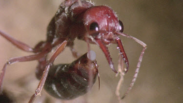 Bulldog Ant worker laying an infertile  egg that will be fed to queen or larva