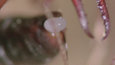 Bulldog Ant worker laying an infertile  egg that will be fed to queen or larva