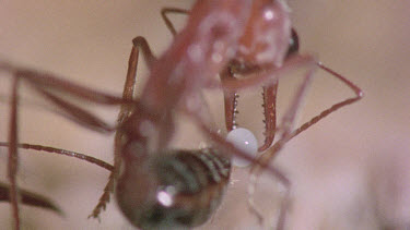 Bulldog Ant worker laying an infertile  egg that will be fed to queen or larva