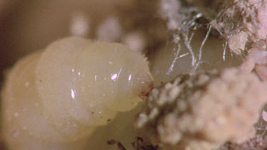 CM0020-DCHD-0051652 bulldog ant larva