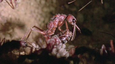 Bulldog Ant worker laying an infertile  egg that will be fed to queen or larva