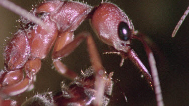 Bulldog Ant worker laying an infertile  egg that will be fed to queen or larva