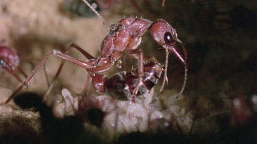 Bulldog Ant worker laying an infertile  egg that will be fed to queen or larva