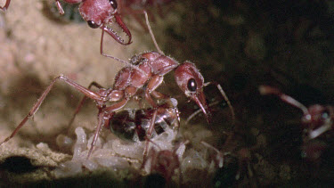 Bulldog Ant worker laying an infertile  egg that will be fed to queen or larva