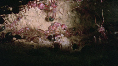 Bulldog Ant worker laying an infertile  egg that will be fed to queen or larva