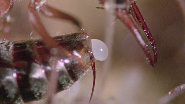 Bulldog Ant worker laying an infertile  egg that will be fed to queen or larva