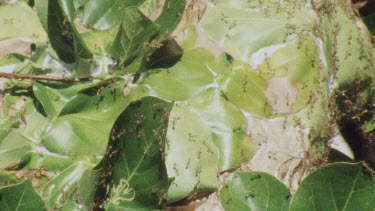 Weaver Ant Nest