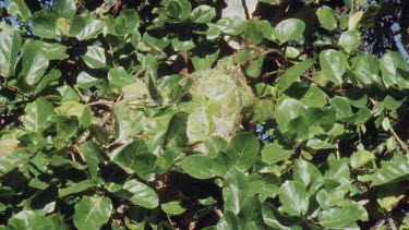 Weaver Ant Nest