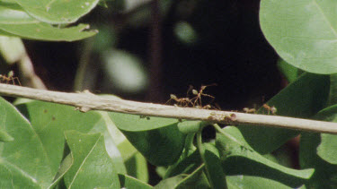 Green Tree Ants