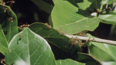 Green Tree Ants