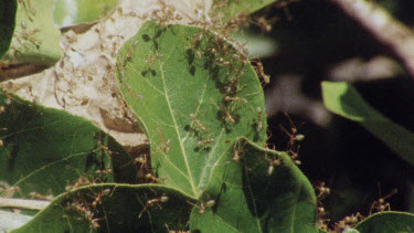 Green Tree Ants