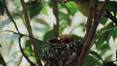 Eastern Yellow Robin perched on branch and holding insect. Young chicks looking up from nest.