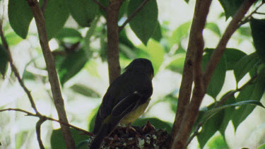 Eastern Yellow Robin perched on branch and feeding young chicks in nest. Flies off.