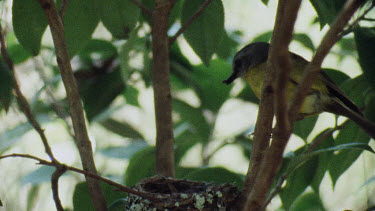 Eastern Yellow Robin perched on branch and feeding young chicks in nest. Flies off.