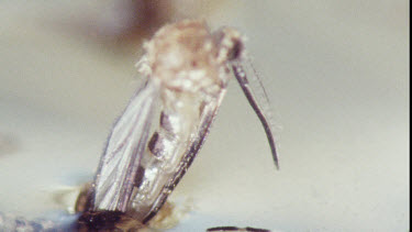 Young Adult Mosquito emerging from Pupa.