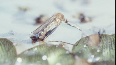 Young Adult Mosquito emerging from Pupa.