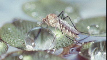 Mosquito on water lily pad. Mosquito Larvae and Mosquito Pupa swimming in water.