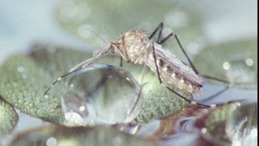 Mosquito on water lily pad. Mosquito Larvae and Mosquito Pupa swimming in water.