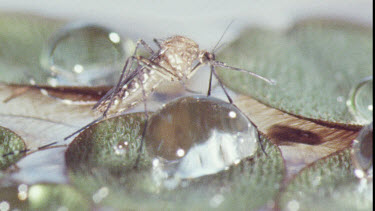 Mosquito on water lily pad. Mosquito Larvae and Mosquito Pupa swimming in water.