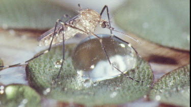 Mosquito on water lily pad. Mosquito Larvae and Mosquito Pupa swimming in water.