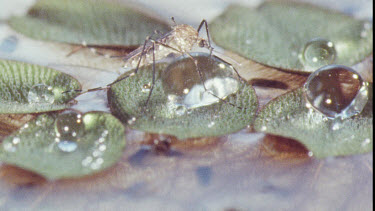 Mosquito on water lily pad. Mosquito Larvae and Mosquito Pupa swimming in water.