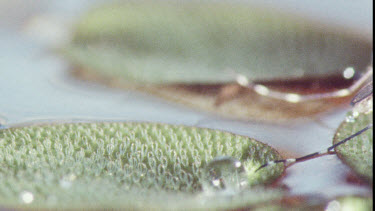 Mosquito on water lily pad. Mosquito Larvae and Mosquito Pupa swimming in water.