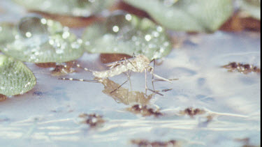 Young Adult Mosquito on water surface.