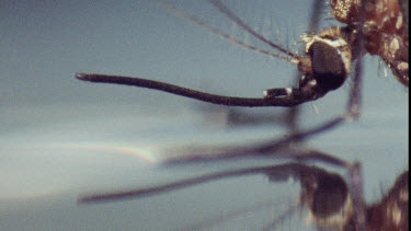 Young Adult Mosquito on water surface.