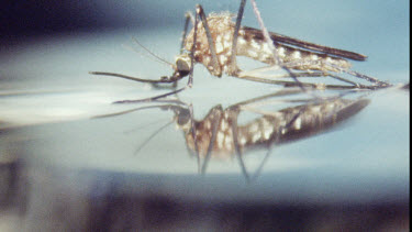 Young Adult Mosquito on water surface.