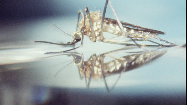 Young Adult Mosquito on water surface.