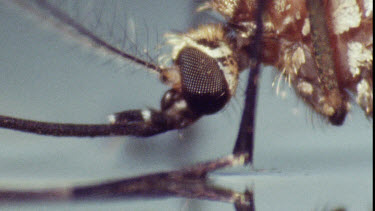 Young Adult Mosquito on water surface.