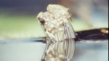 Young Adult Mosquito emerging from Pupa.