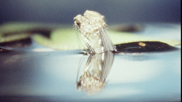 Young Adult Mosquito emerging from Pupa.