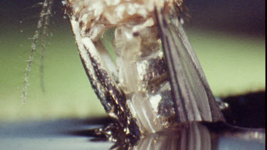 Young Adult Mosquito emerging from Pupa.