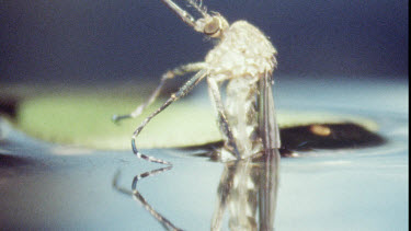 Young Adult Mosquito emerging from Pupa.