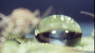 Mosquito on water lily pad. Mosquito Larvae and Mosquito Pupa swimming in water.