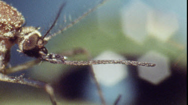 Mosquito on water lily pad. Mosquito Larvae and Mosquito Pupa swimming in water.