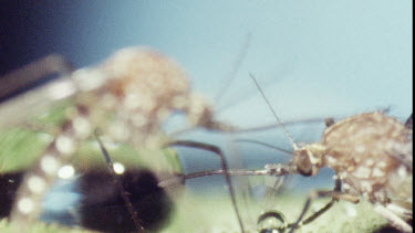 Mosquitos on water lily pad. Mosquito Larvae and Mosquito Pupa swimming in water.