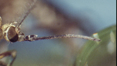 Mosquito on water lily pad. Mosquito Larvae and Mosquito Pupa swimming in water.