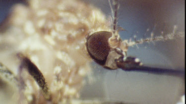 Mosquito on water lily pad. Mosquito Larvae and Mosquito Pupa swimming in water.