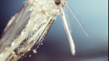 Young Adult Mosquito emerging from Pupa.